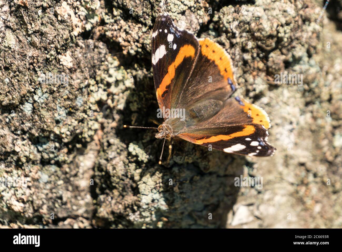 Polen, Slovenischer Nationalpark, Schmetterling, Admiral, Vanessa atalanta Stockfoto