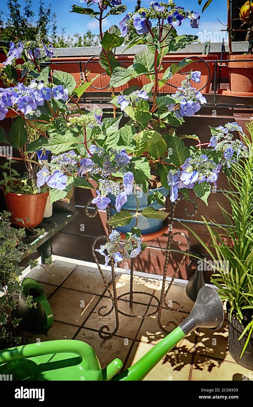 Schöne dekorative Hortensienpflanze mit blauen Blüten auf dem heimischen Balkon Stockfoto
