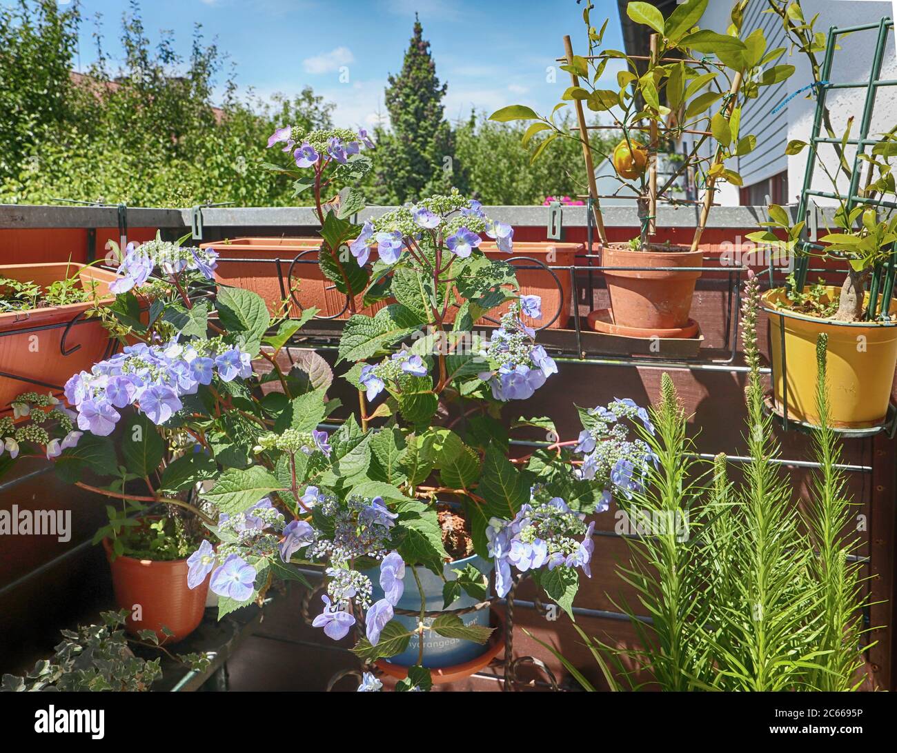 Schöne dekorative Hortensienpflanze mit blauen Blüten auf dem Balkon Stockfoto