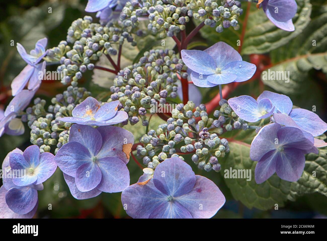 Schöne Hortensia hellblau Blütenkopf, große Zierpflanze für Garten und Balkon Stockfoto