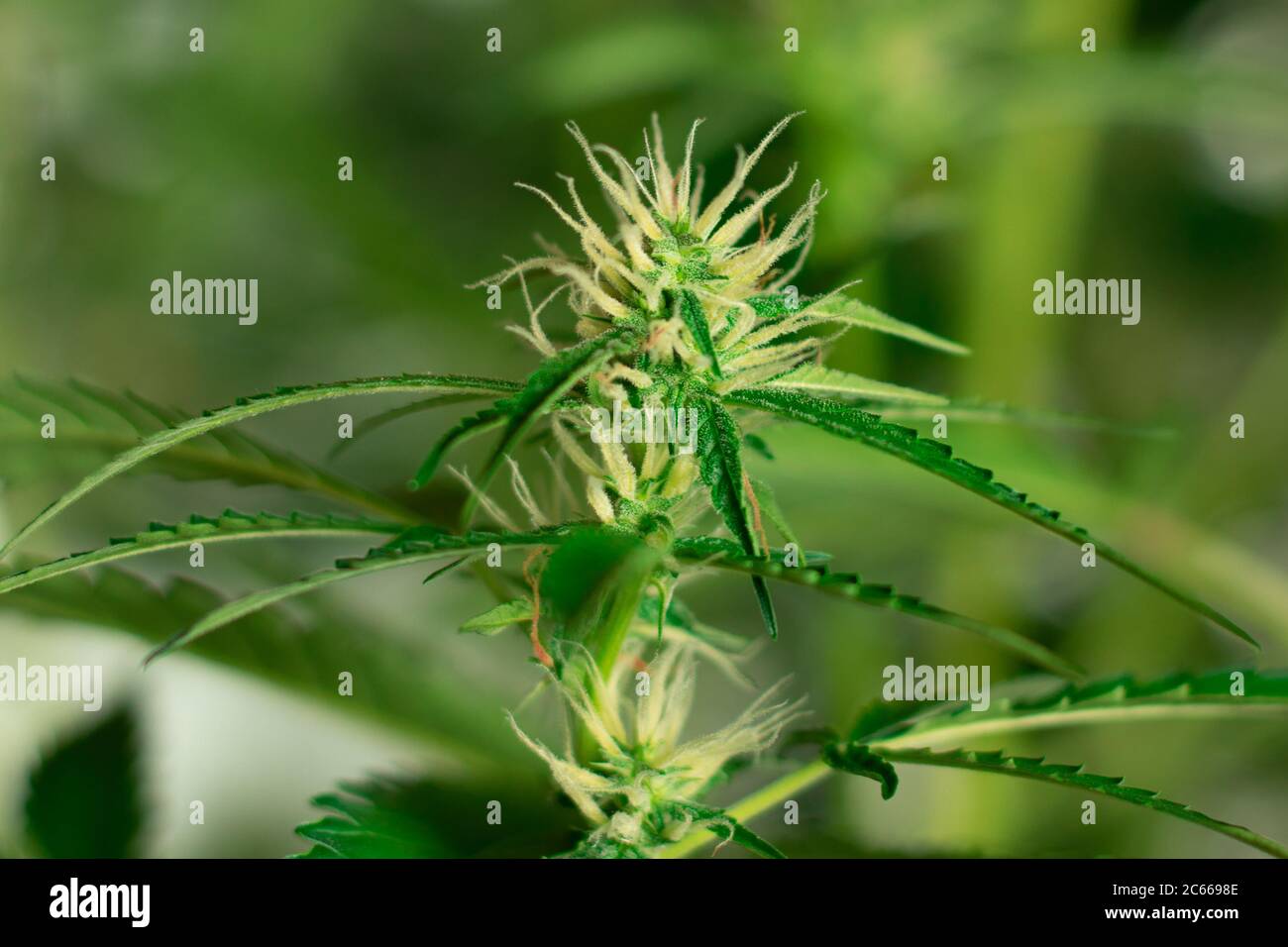 Oberteil mit Cannabisblüte. Marihuana Pflanze Trichome mit THC Stockfoto