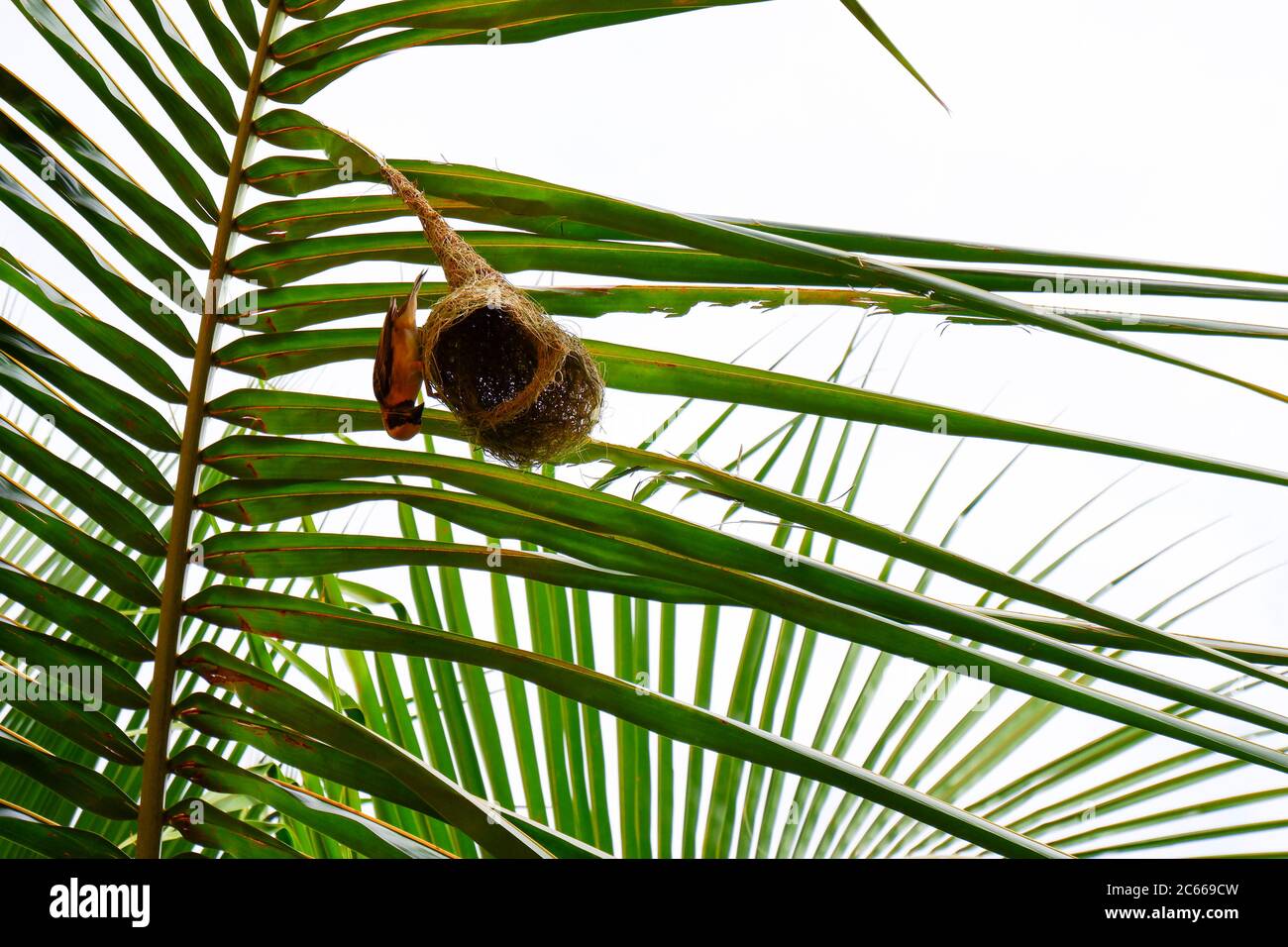 Ein Webervogel & Nest isoliert auf dem Palmenblatt sein Nestbau Bindeknoten macht das Nest sicherer Stockfoto