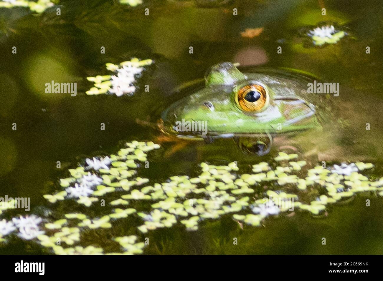 Froschauge reflektiert, während die Amphibie geduldig wartet, bis das Abendessen in den auffallenden Bereich kommt. Stockfoto