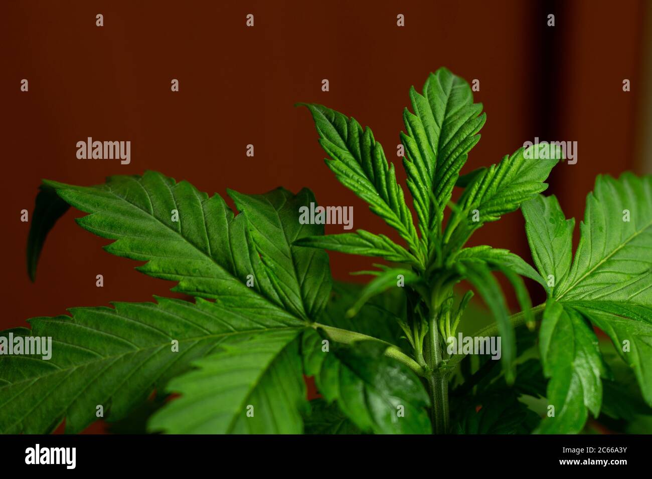 Grüne Cannabis Sativa Blätter aus der Nähe Stockfoto