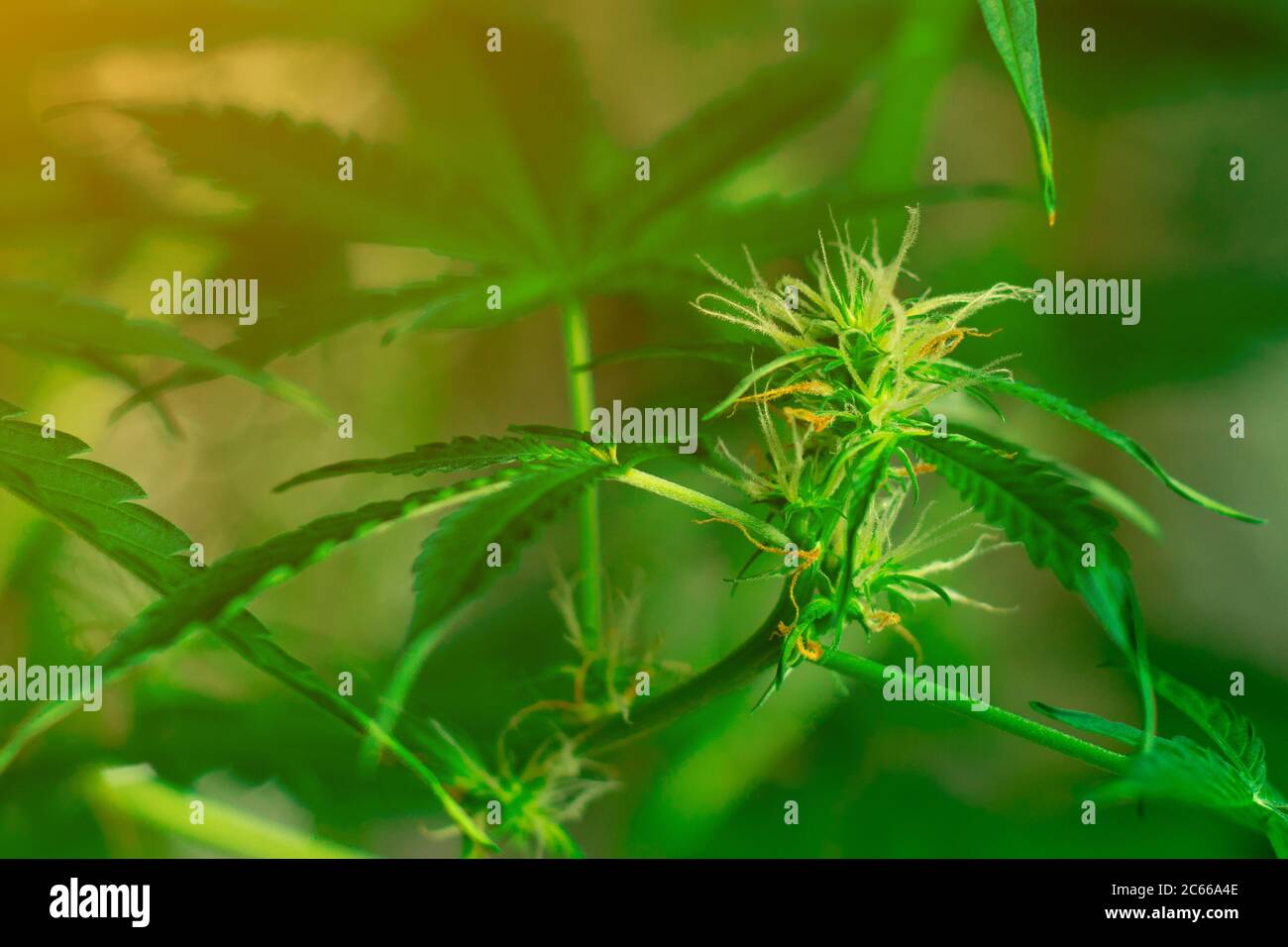 Marihuana Pflanzenblume. THC und CBD in der Medizin und im Gesundheitswesen. Platz in der Nähe von Cannabis kopieren Stockfoto