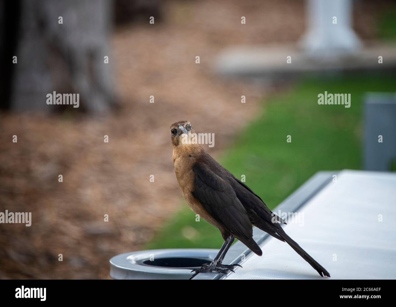 Boat-tailed Grackle Vogel in Miami, Florida Stockfoto