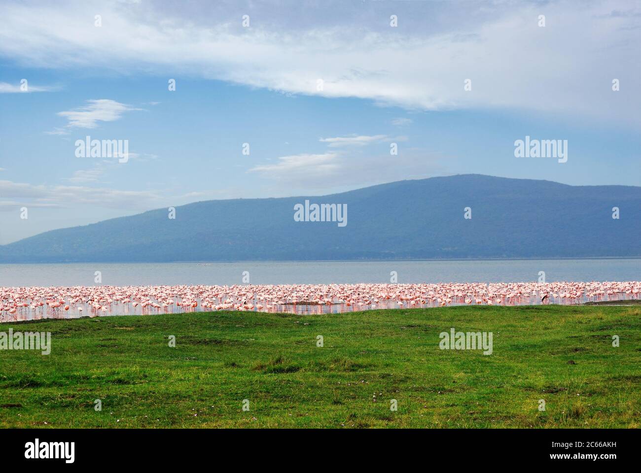 Rose Flamingo Nakuru Lake Nationalpark, Kenia Stockfoto