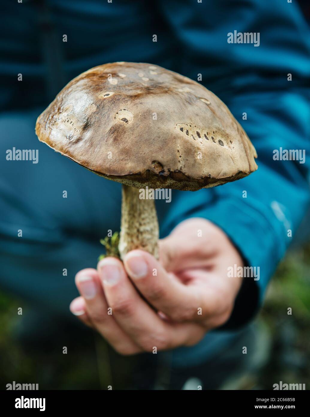 Hand hält einen wilden Pilz Süd-Island, Island, Skandinavien, Europa Stockfoto