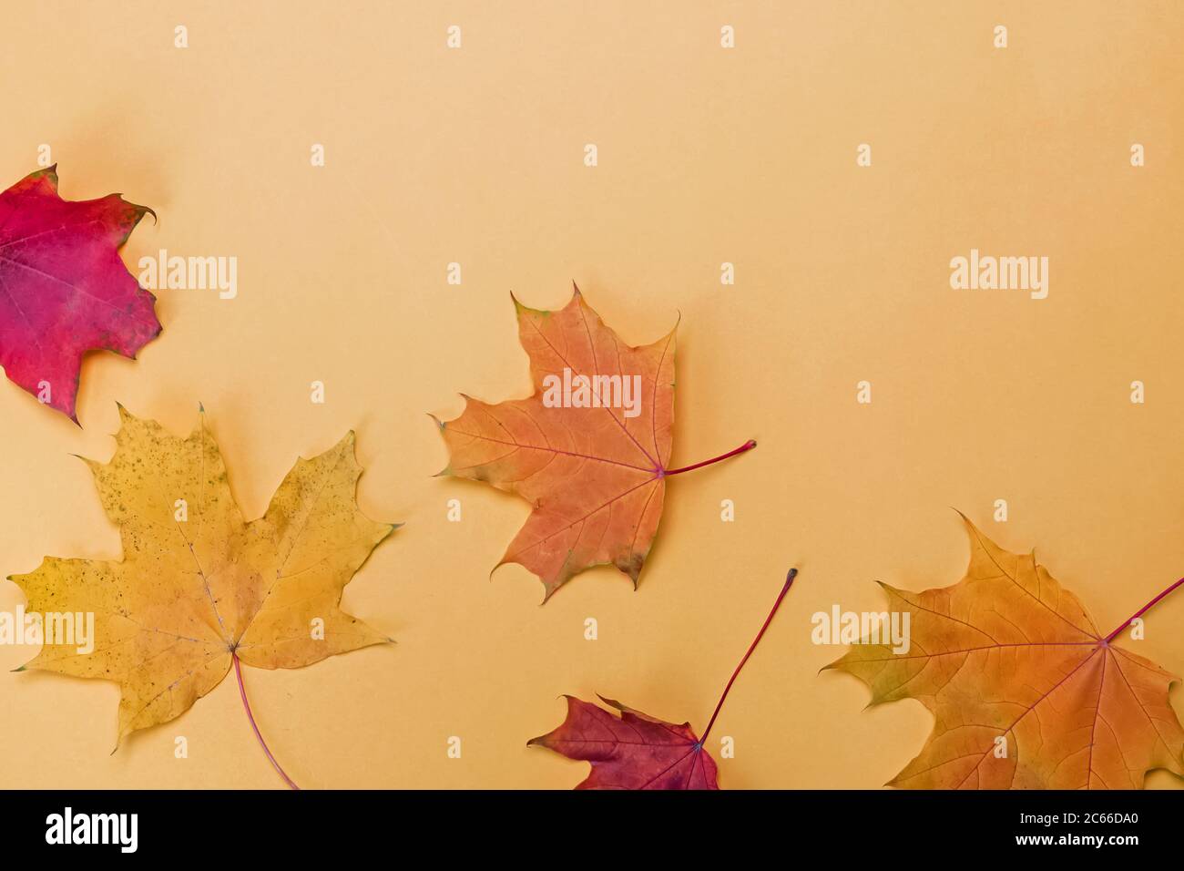 Herbstblätter auf gelbem Hintergrund, Stockfoto