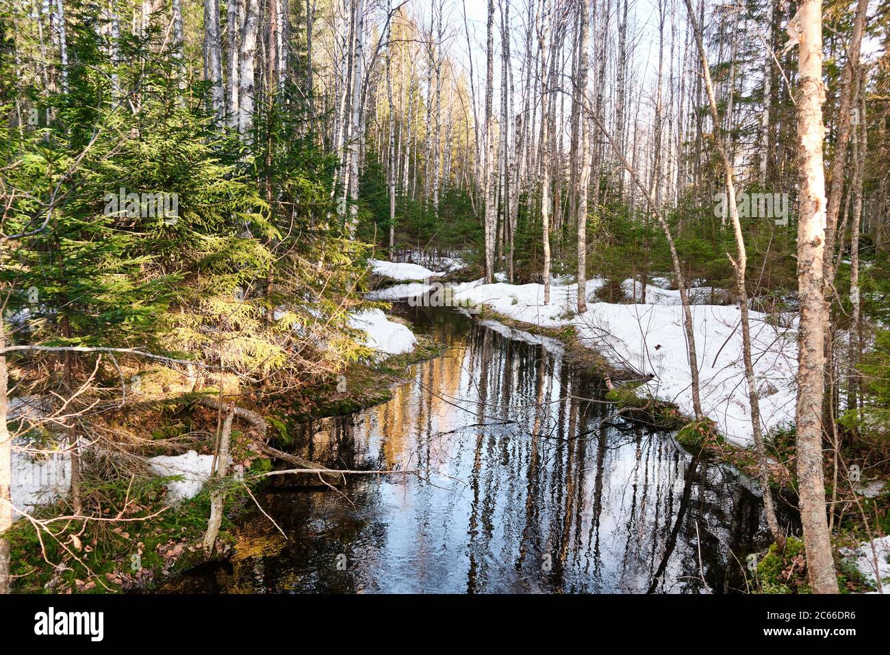 Bach im Frühlingswald. Finnische Natur. Stockfoto