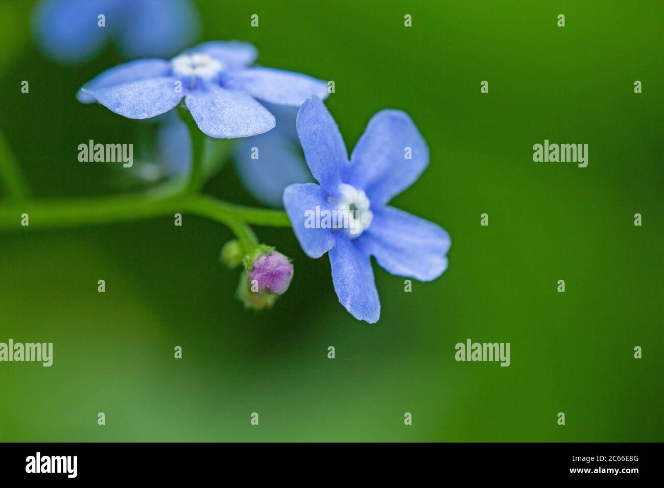 Makro-Aufnahme von schönen das kleine Blau vergessen mich nicht Blumen. Blaue Blumen auf grünem Hintergrund Stockfoto