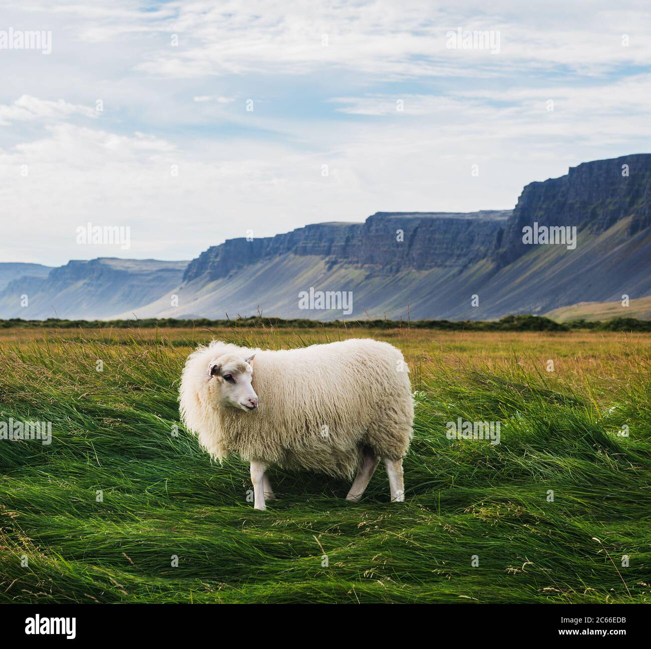 Schafe auf dem Feld in Raudisandur, Rauðasandur Strand in den westlichen Fjorden Island, Skandinavien, Island, Europa Stockfoto