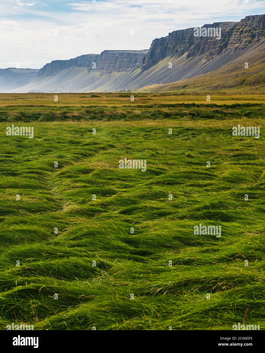 Grasfelder in der Raudisandur, Rauðasandur Strand in den Westfjorden Island, Skandinavien, Island, Europa Stockfoto