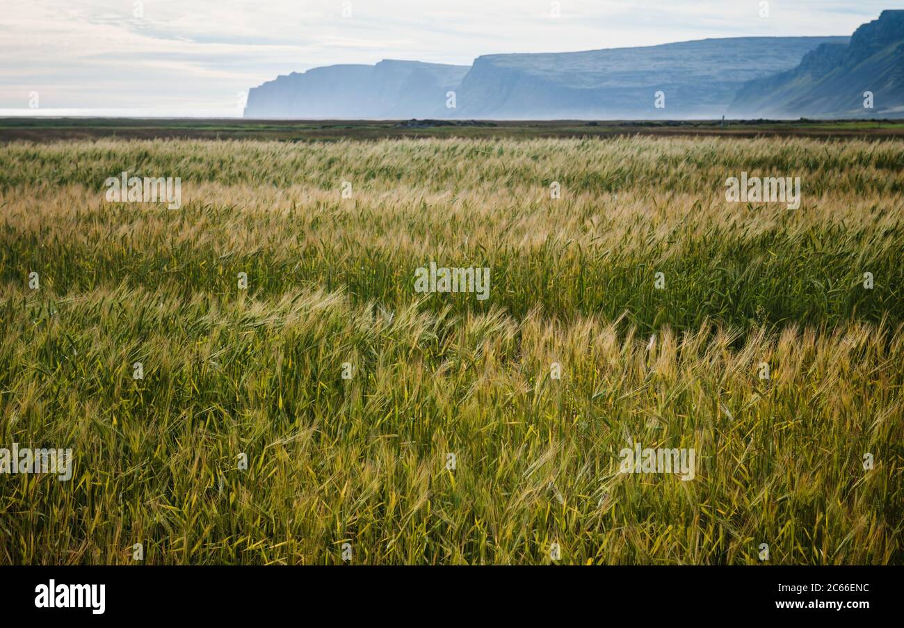 Grasfelder in der Raudisandur, Rauðasandur Strand in den Westfjorden Island, Skandinavien, Island, Europa Stockfoto