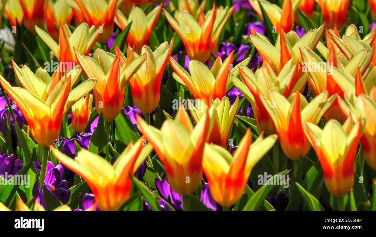 Blühende Tulpen, Keukenhof, Lisse, Südholland Stockfoto
