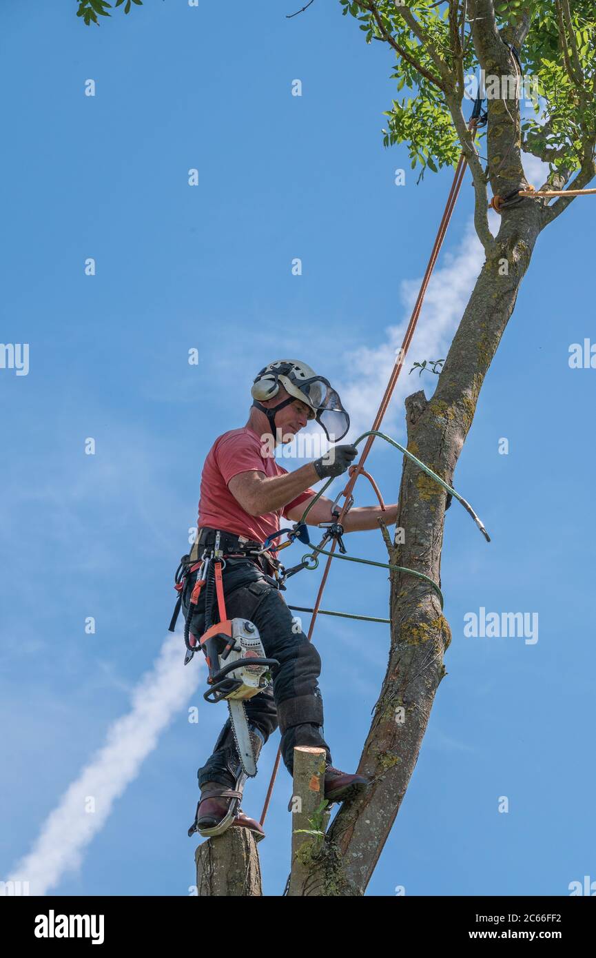 Ein Baumchirurg oder Baumpfer wickelte sein Sicherheitsseil um einen Baum. Stockfoto