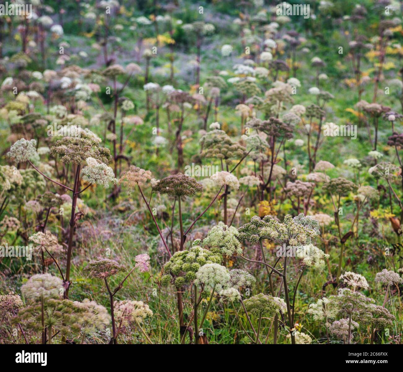 Blumen wachsen im Feld im Vatnajokull Nationalpark Stockfoto