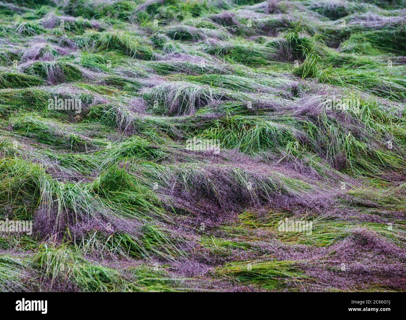 Graslandschaft im Vatnajokull Nationalpark Stockfoto