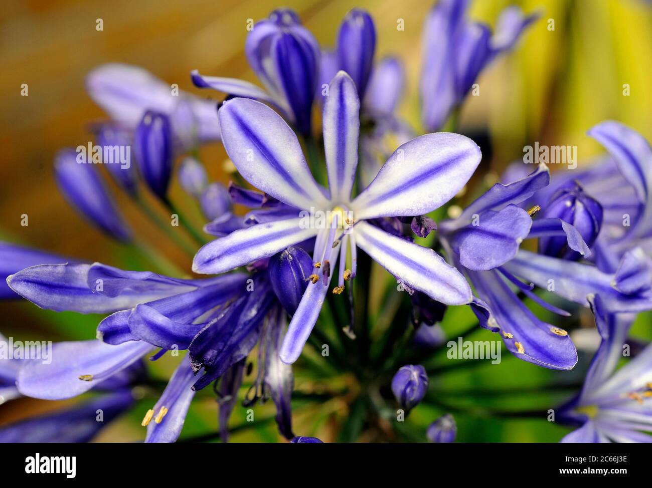 Agapanthus, Afrikanische Lilie, Agapanthus africanus, exotische dekorative mehrjährige mit blauen Dolden, als Garten oder Topfpflanze verwendet Stockfoto