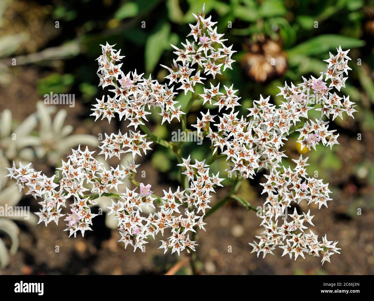 Blühende Dolden von Goniolimon tataricum im Sommer, mehrjährig aus den Steppen Südosteuropas, Russlands und Asiens, können sowohl als geschnittene als auch als getrocknete Blüten verwendet werden Stockfoto
