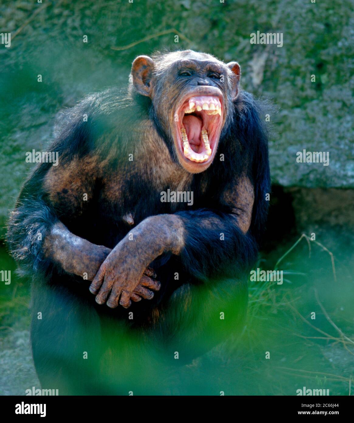 Lachender Schimpanse Stockfoto