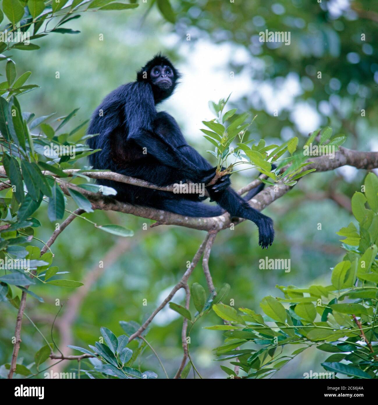 Black-Faced Black Spider Affe, auch bekannt als Koata, Amazonas Regenwald-Affe, sitzt auf den Zweigen eines Dschungelbaums Stockfoto