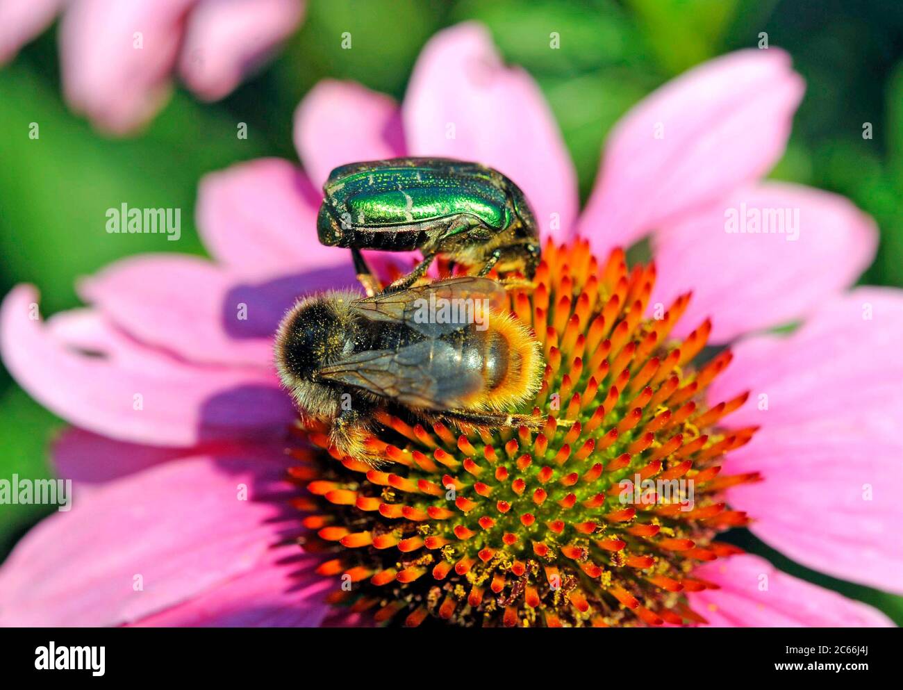 Grüne Rosenschäfer, Cetonia aurata und schrille Carder-Biene, Bombus silvarum, auf blühender Echinacea purea Stockfoto