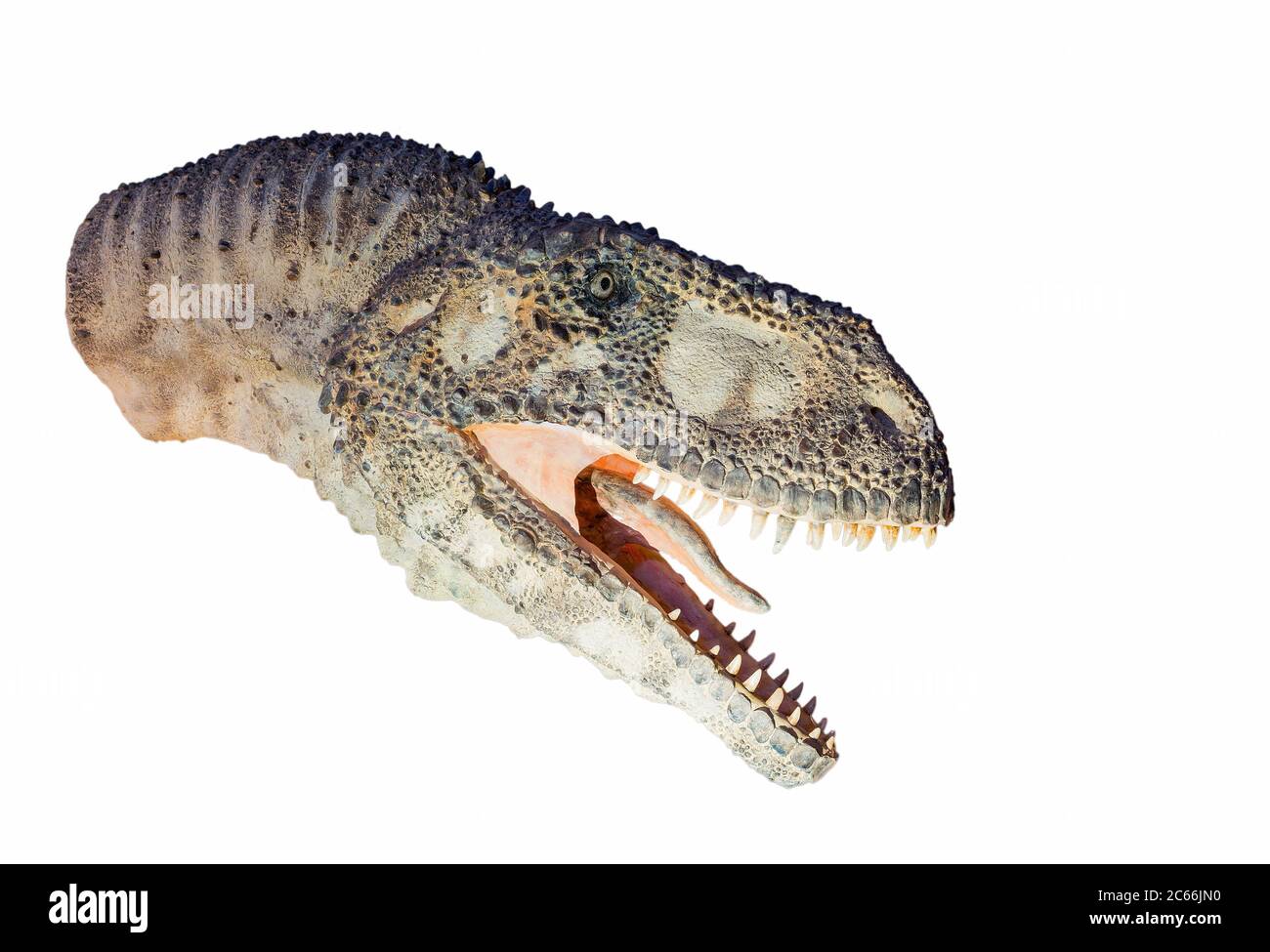 Restaurierung eines Abelisaurus (Abelisaurus comahuensis) Dinosauriers isoliert. Stockfoto