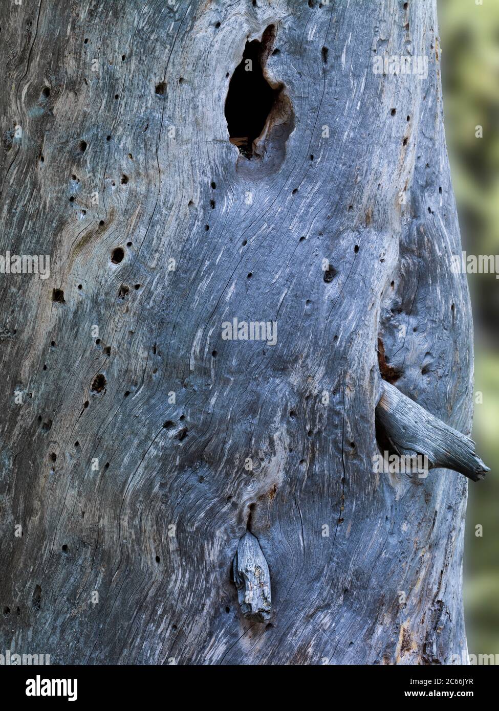 Europa, Schweden, Dalarna, Fulufjället Nationalpark, Kiefernzweig, Textur Stockfoto