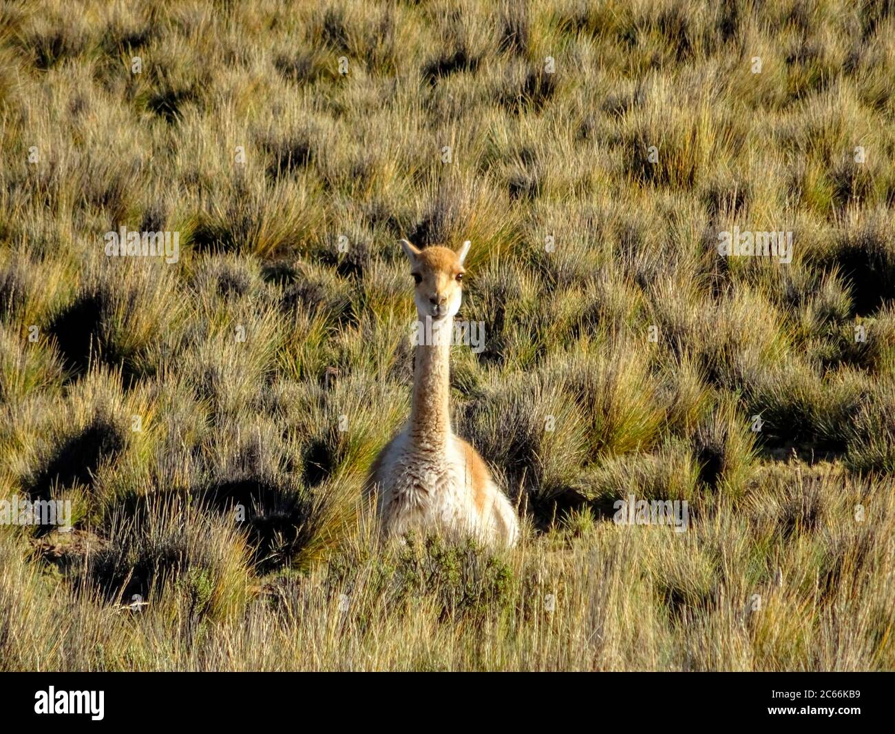 Alpaca-Kamera auf einer Wiese, Argentinien Stockfoto