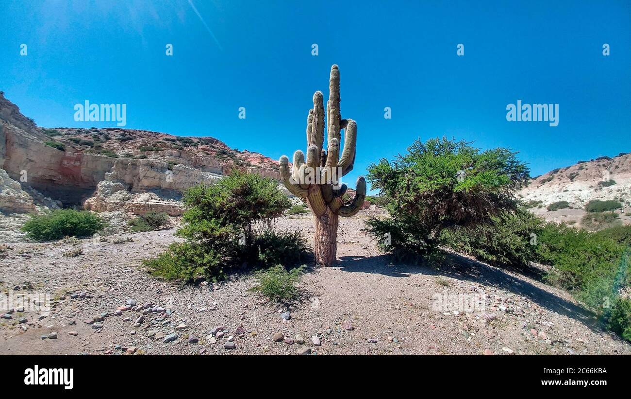 Großer Kaktus in der Wüste von Humahuaca, Argentinien Stockfoto