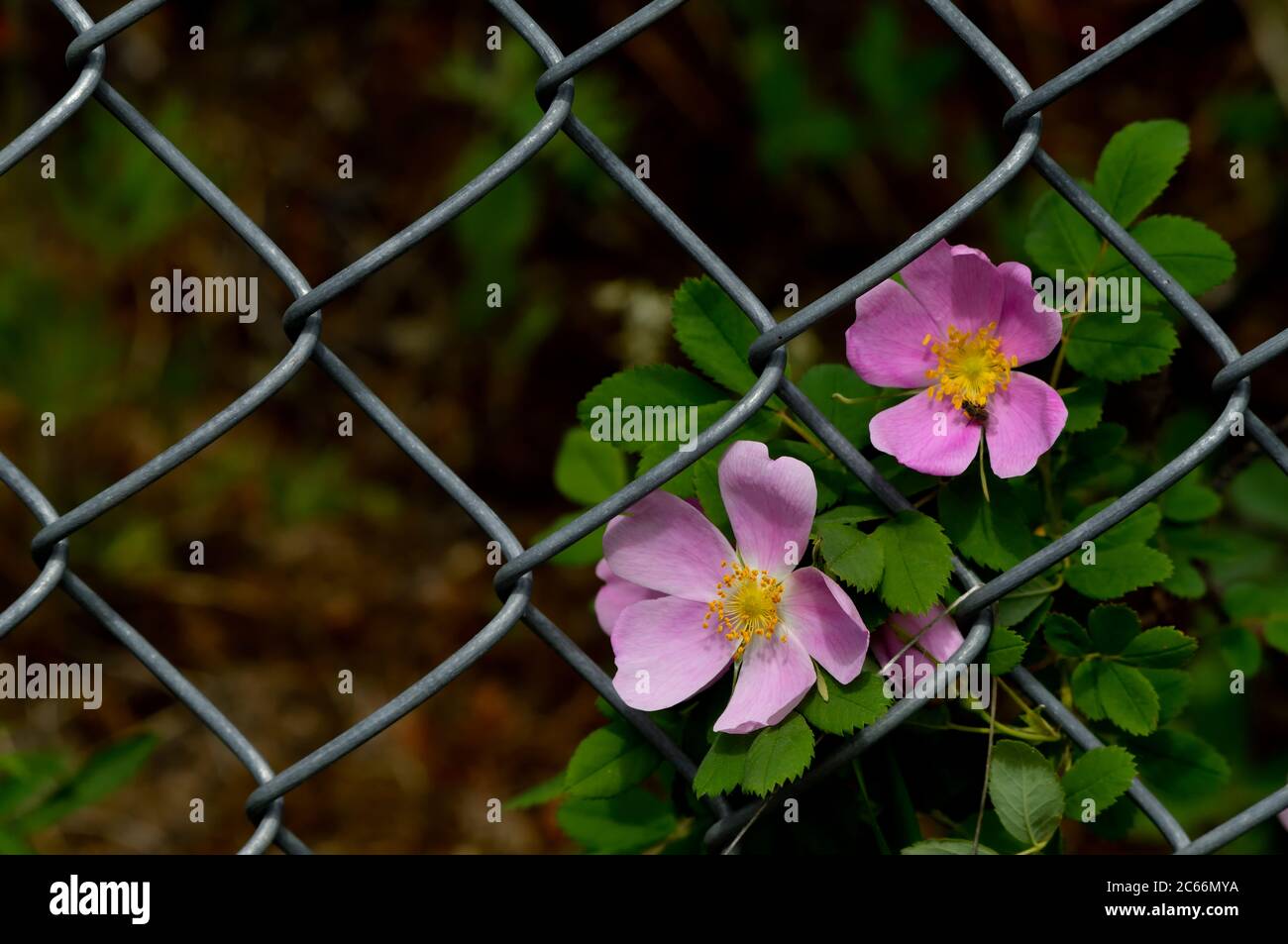 Hübsche, wilde Rosenblüten (Rosa acicularis), die auf einem Metallzaun im ländlichen Alberta Kanada wachsen Stockfoto