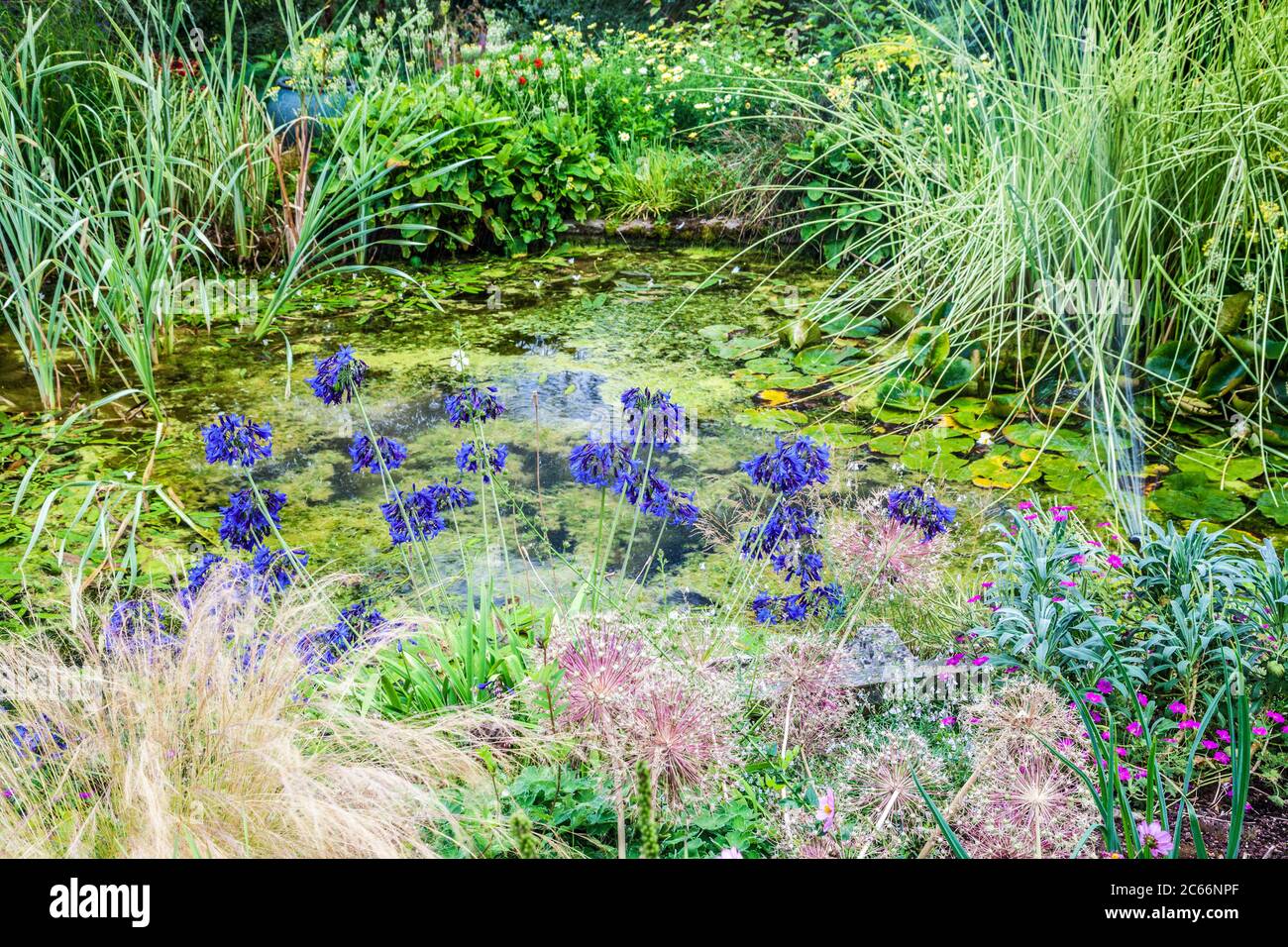 Ein wildlebender Gartenteich, umgeben von üppiger Vegetation. Stockfoto