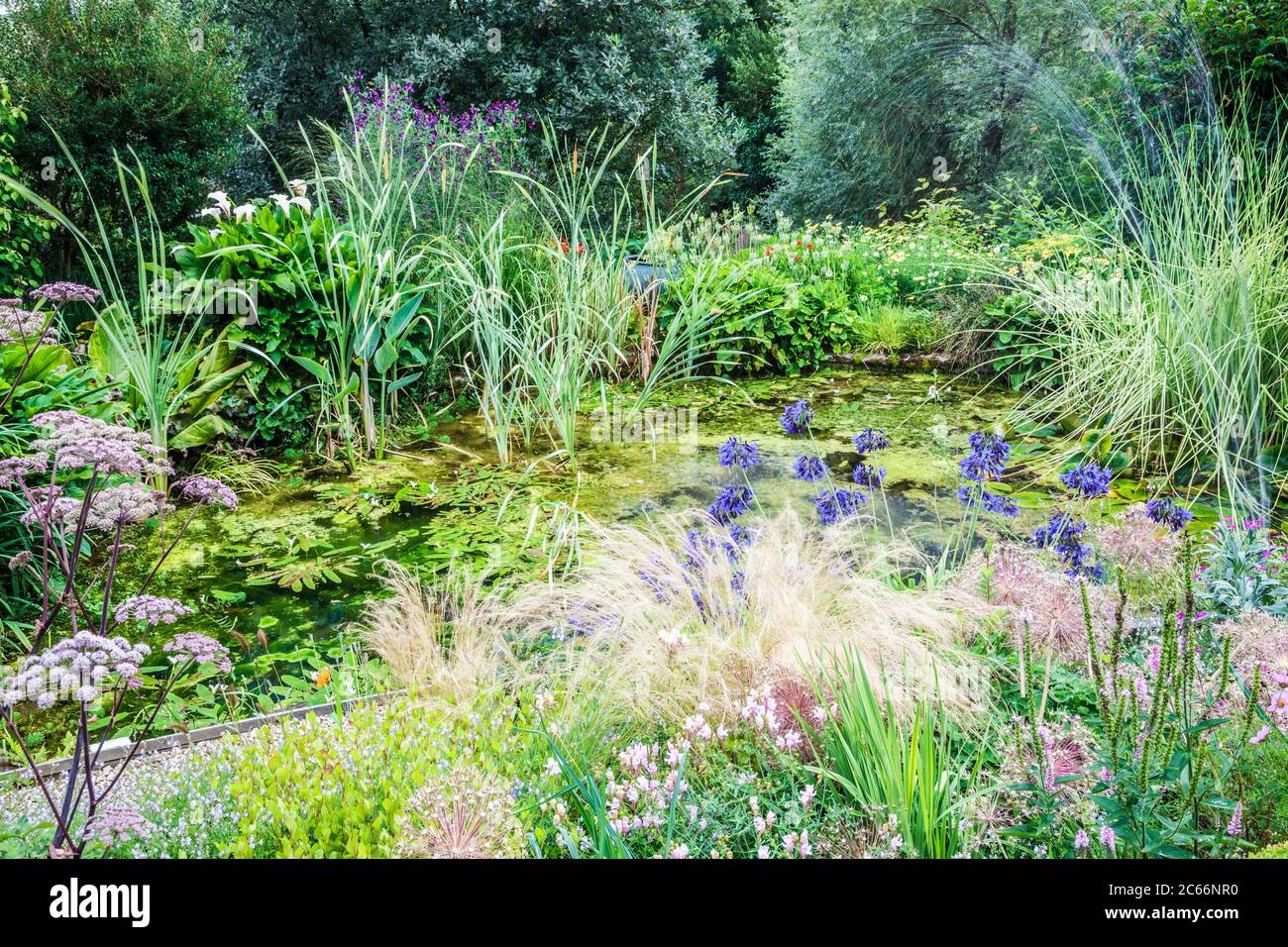 Ein wildlebender Gartenteich, umgeben von üppiger Vegetation. Stockfoto