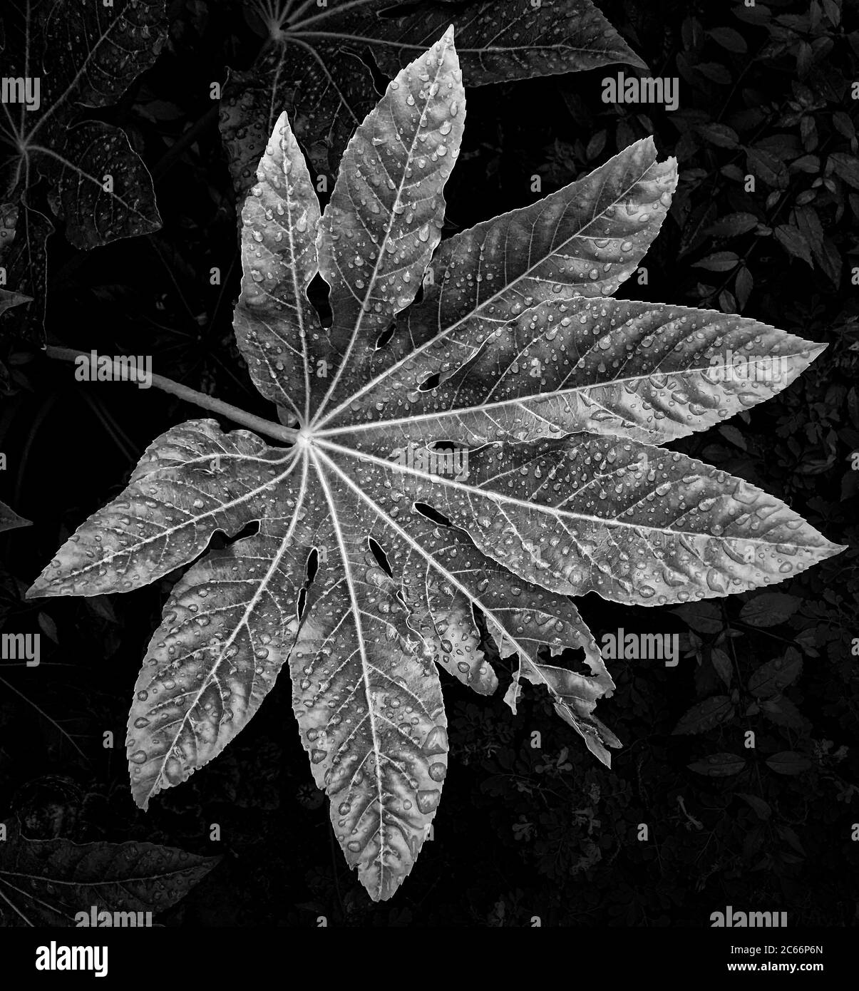 Das Blatt einer fatsia japonica, fotografiert nach Regen in zarten Grautönen. Wassertropfen wirken schön an der glänzenden Oberfläche des Blattes. Stockfoto