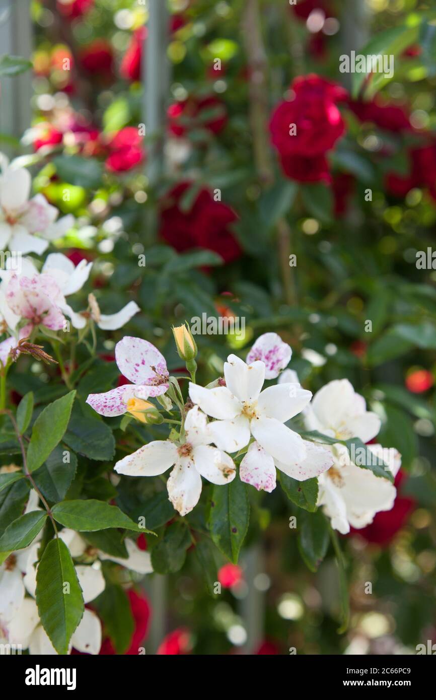Weiße Wanderrose 'Wedding Day', Variety von David Austin, Blumen, Nahaufnahme, rote Wanderrose 'Chevy Chase' im Hintergrund verschwommen Stockfoto