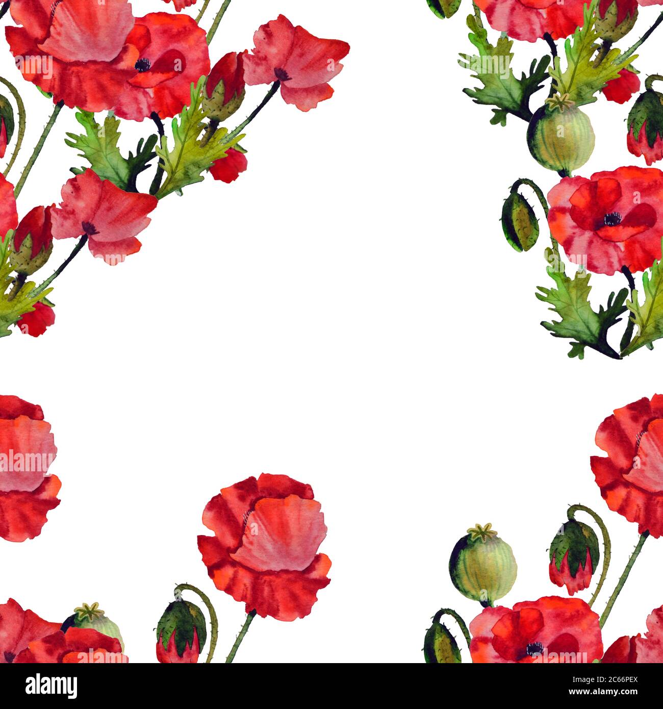 Aquarell floralen Mohn Illustration. Aquarell-Mohnblumen-Rahmen. Stockfoto
