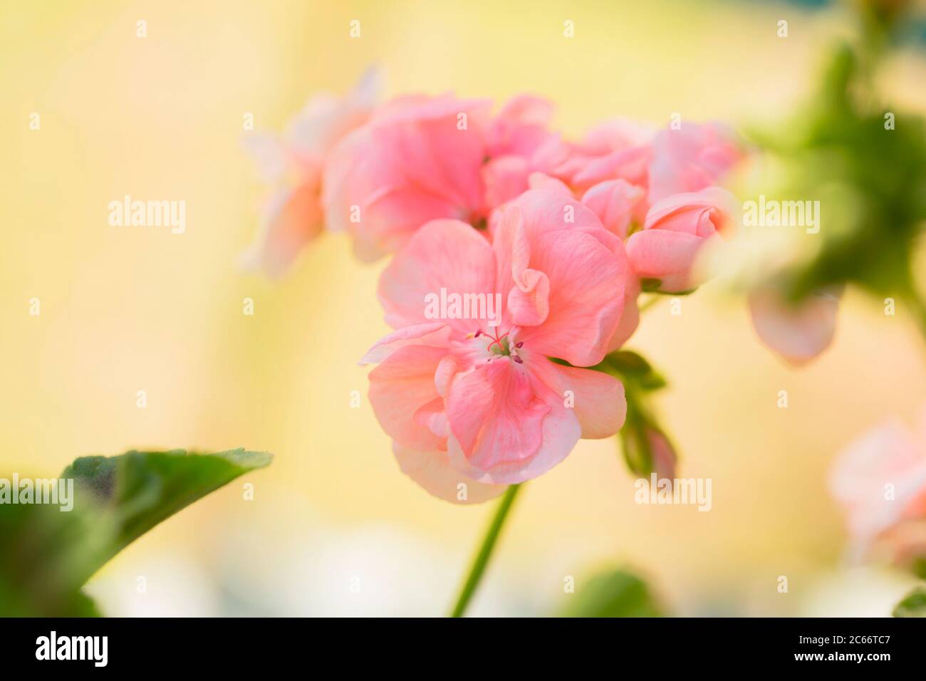 Blühendes Pelargonium, hellrosa Farbe Stockfoto