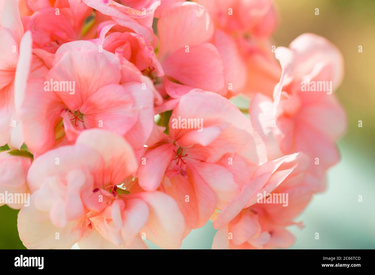 Nahaufnahme von Pelargonium, hellrosa Farbe Stockfoto