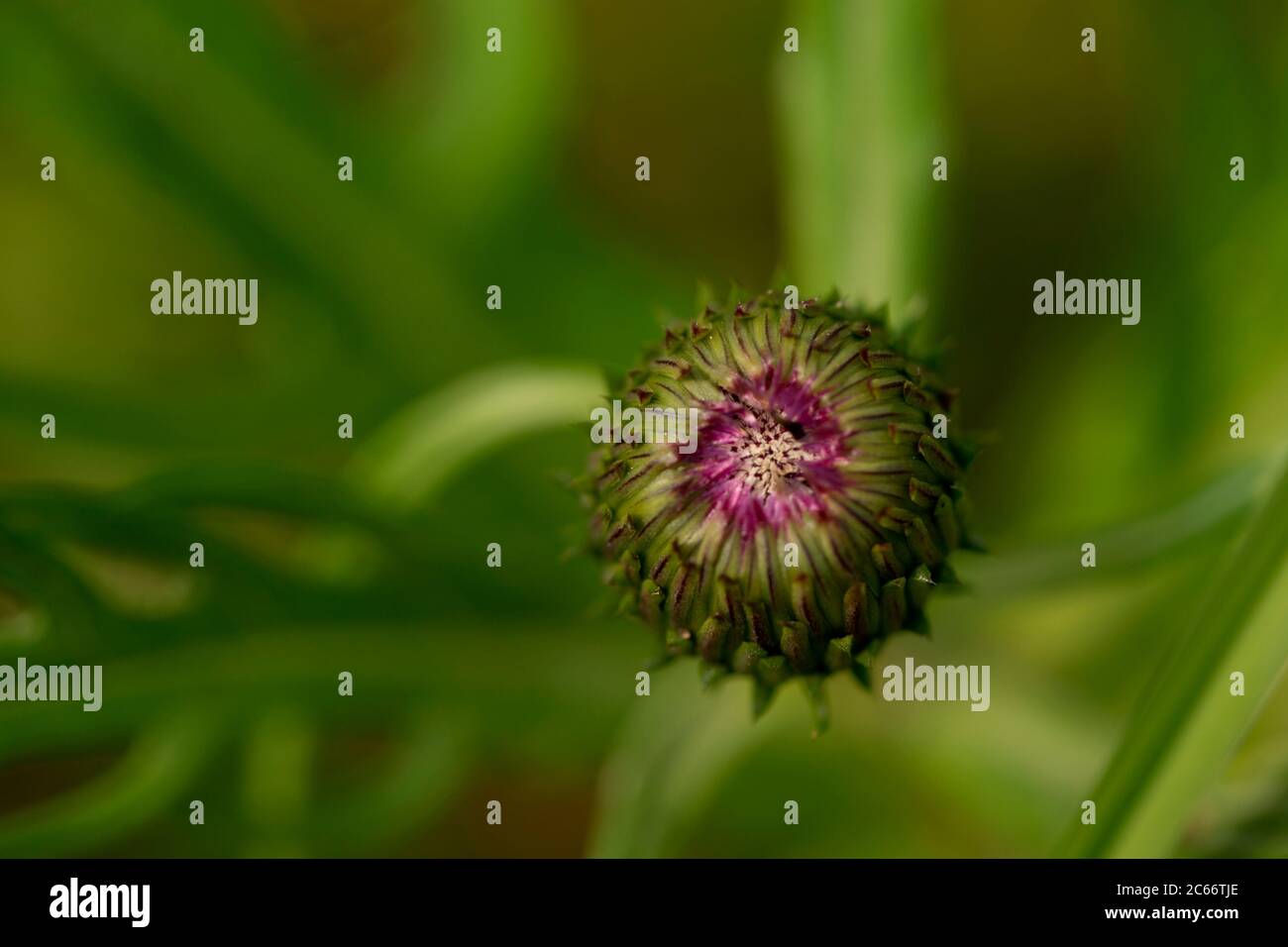 Natürliche Pflanze auf grünem Hintergrund Stockfoto