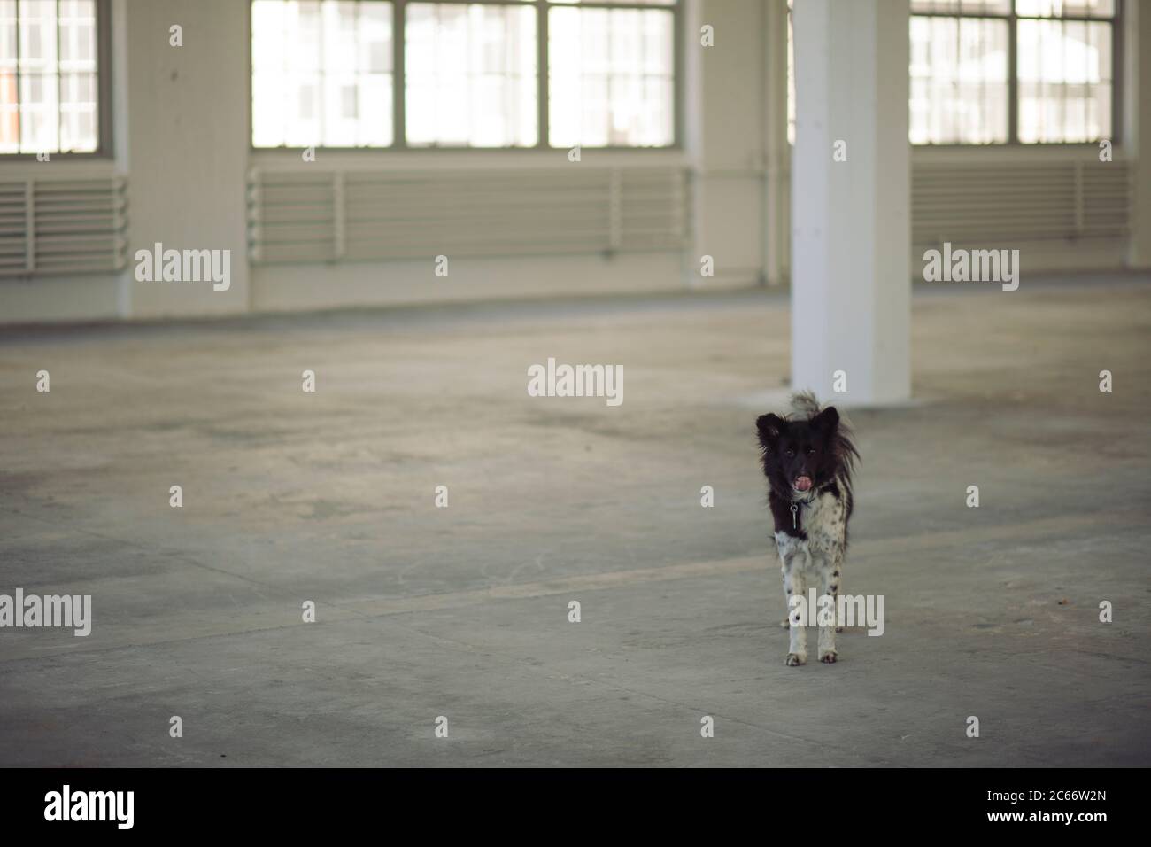 Hund allein in einer großen leeren verlassenen Industrie Stockfoto