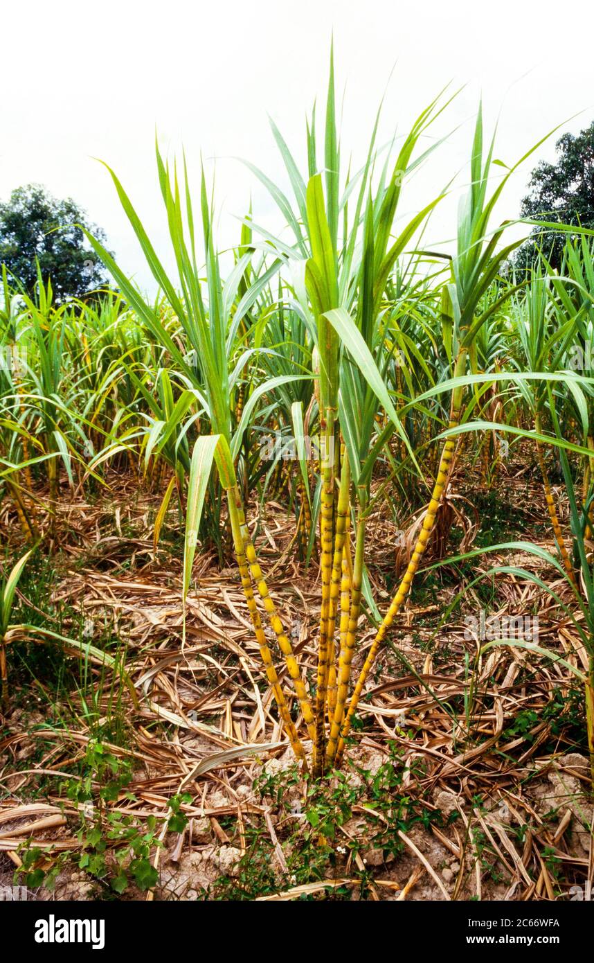 Zuckerrohrplantage, Saccharum officinarum Stockfoto