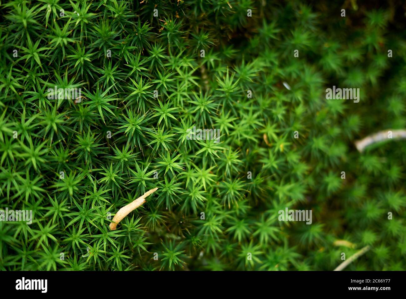 Polytrichum juniperinum Moos aus nächster Nähe Stockfoto