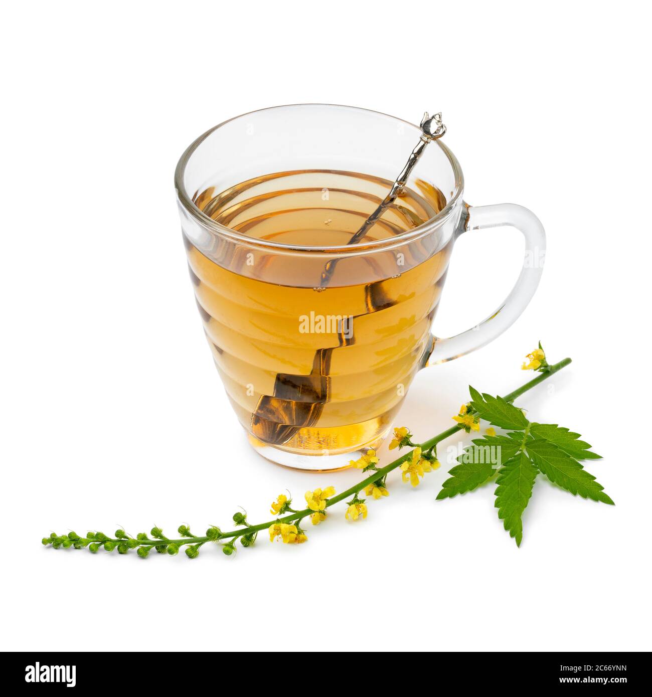 Glasplatten mit Agrimony Tee und einem frischen Zweig von Agrimony Blumen isoliert auf weißem Hintergrund Stockfoto