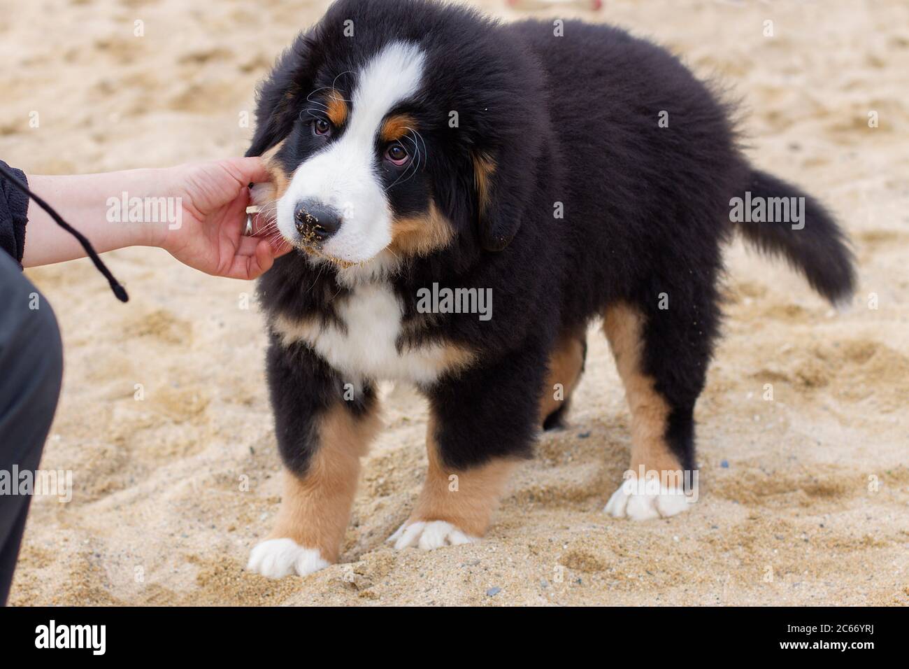 Schöne Bearnesse Bouvier bernesse Berg Hund. Stockfoto
