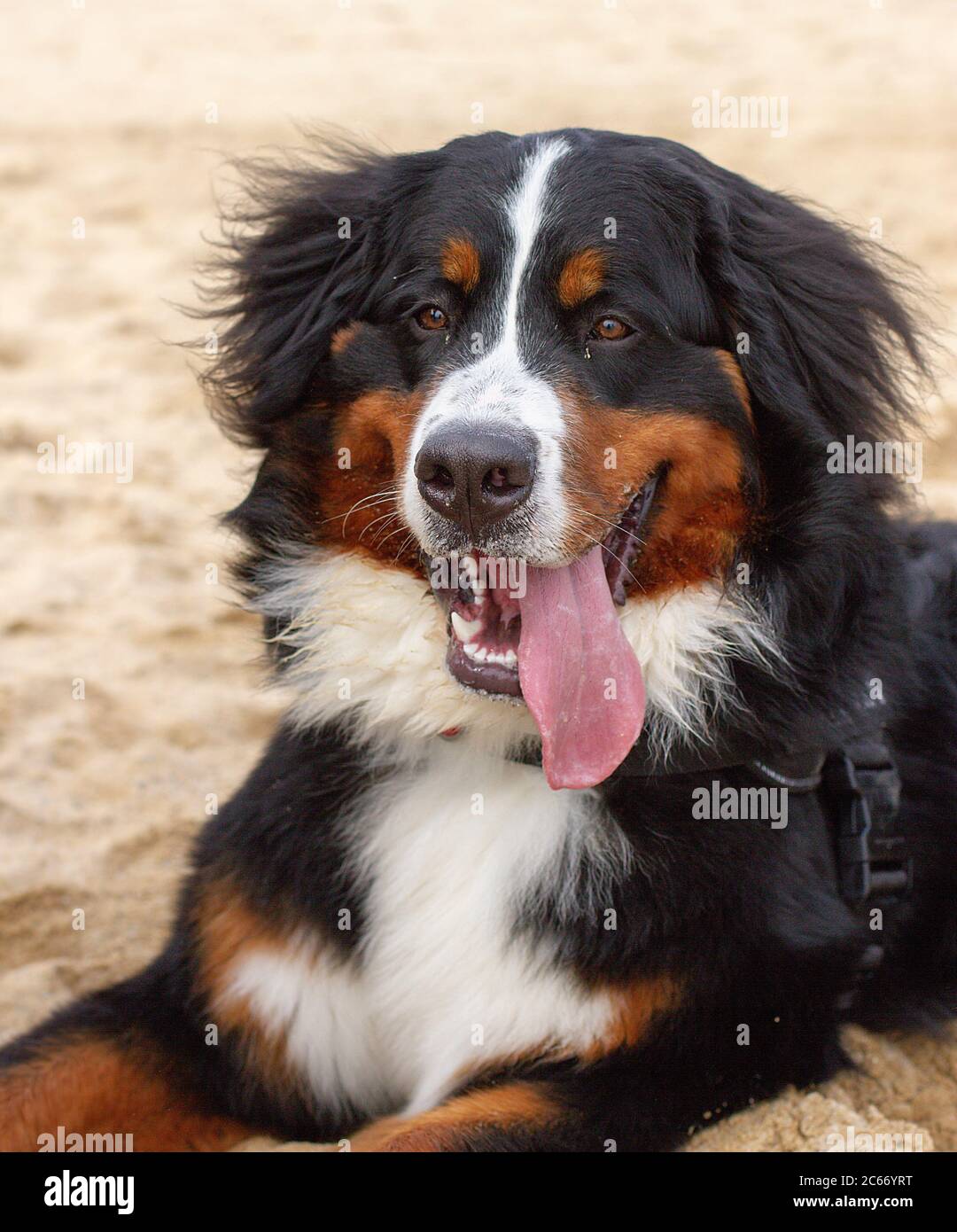 Schöne Bearnesse Bouvier bernesse Berg Hund. Stockfoto