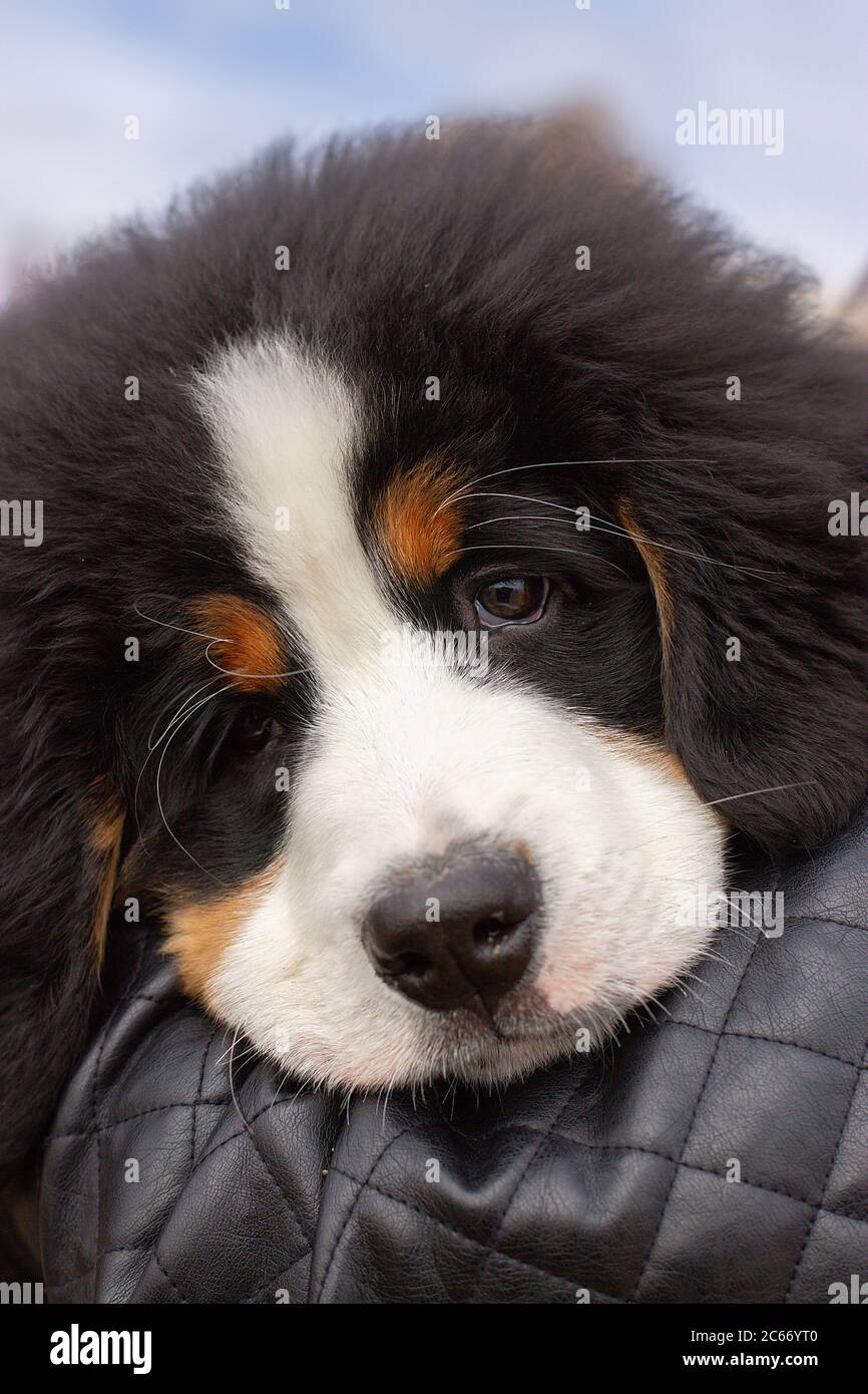 Schöne Bearnesse Bouvier bernesse Berg Hund. Stockfoto