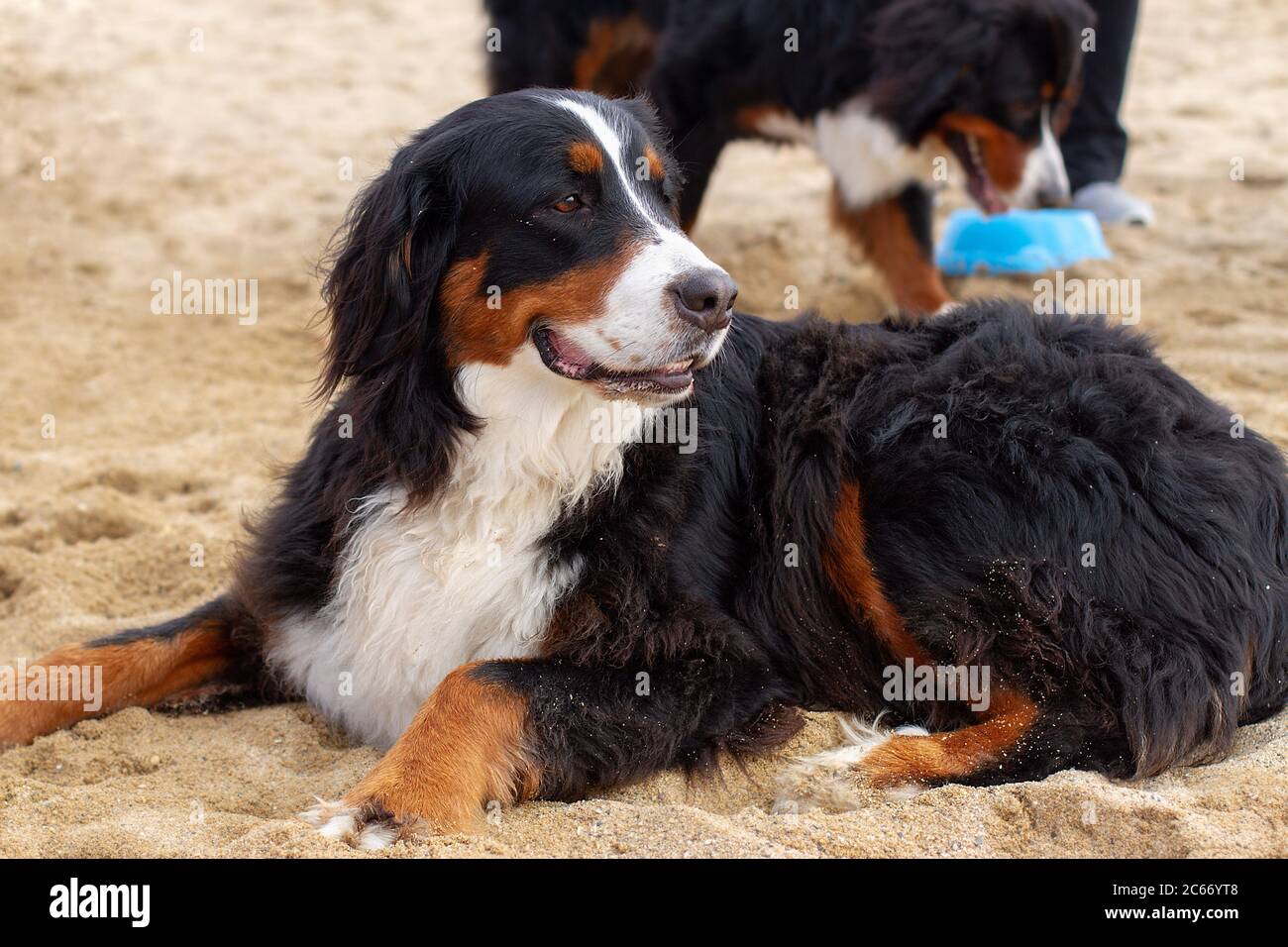 Schöne Bearnesse Bouvier bernesse Berg Hund. Stockfoto