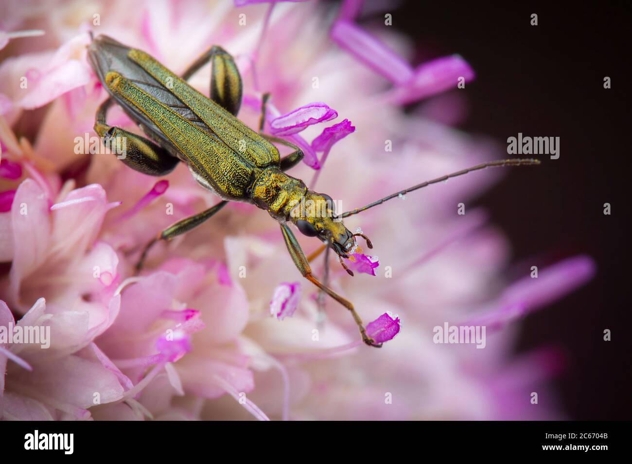 Oedemera nobilis posiert auf einer kleinen Blume Stockfoto