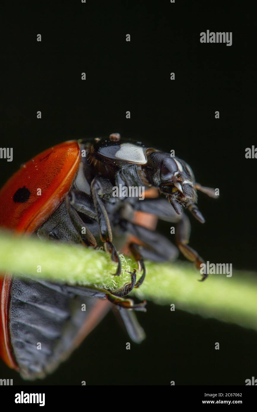 Schöne rote Marienkäfer unter Acrobat Position in einem kleinen grünen Blatt Stockfoto